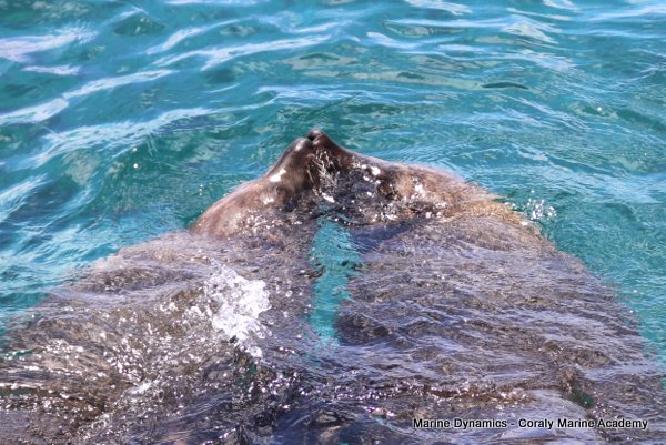 Cape fur seal, Shark cage diving, Gansbaai, Western Cape